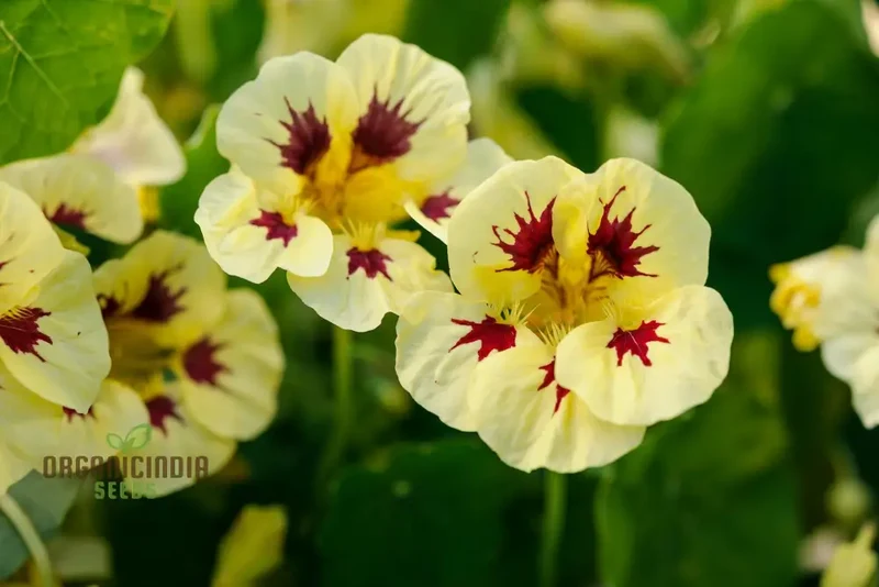Lady Bird Cream Purple Nasturtium Flower Seeds For Planting, Expert Tips for Planting and Gardening