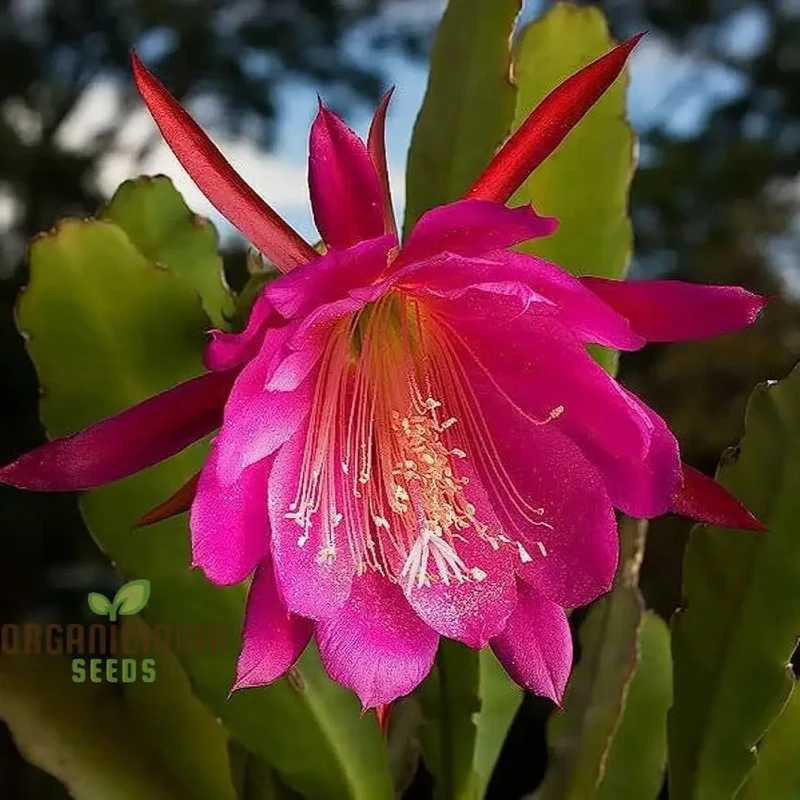 Brahma Kamal Flower Plant Seeds (Queen Of the Night) Saussurea Obvallata For Home Garden Lawn - Prunus Serrulata Seeds for Planting and Gardening