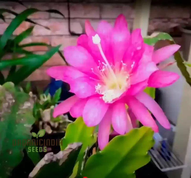 Brahma Kamal Flower Plant Seeds (Queen Of the Night) Saussurea Obvallata For Home Garden Lawn - Prunus Serrulata Seeds for Planting and Gardening