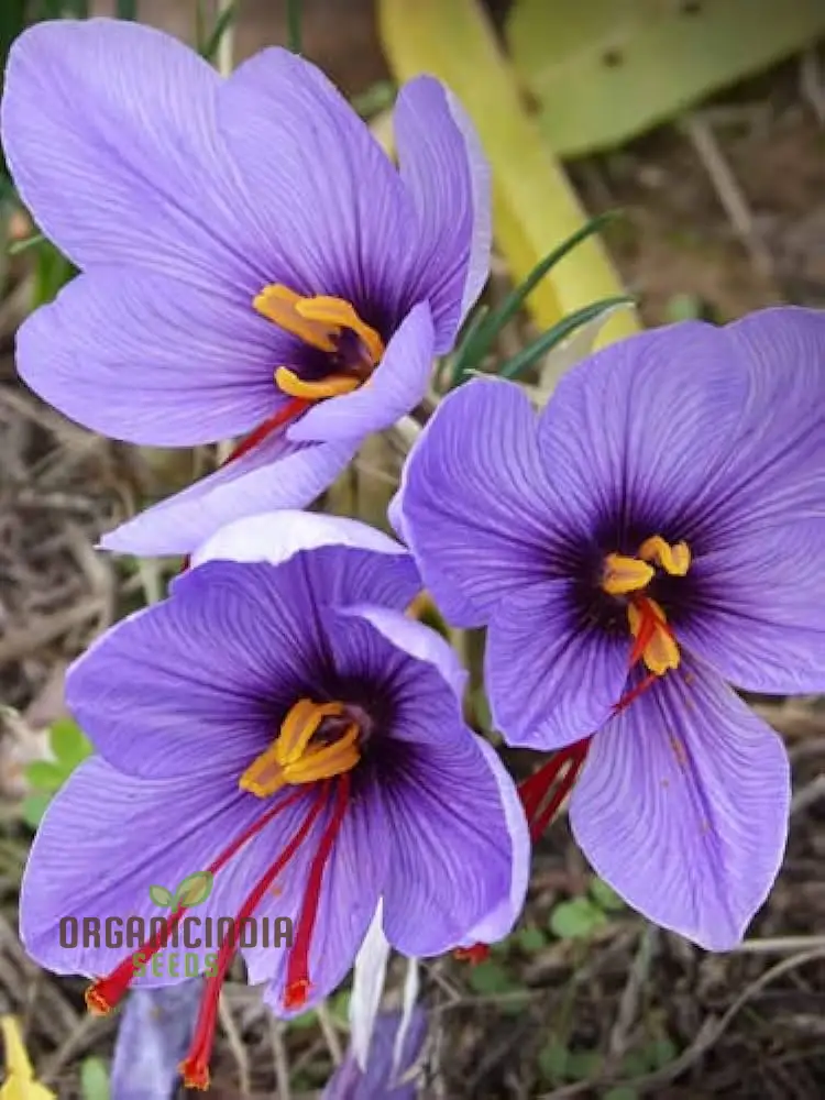 Saffron Flower Bulbs – Crocus Sativus for Home Planting