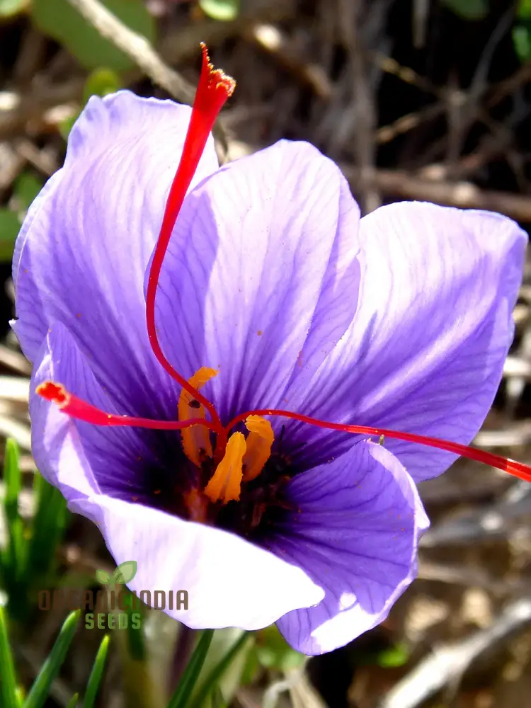Saffron Flower Bulbs – Crocus Sativus for Home Planting