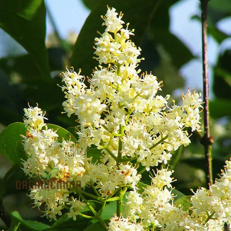 White Japanese Lilac Flower Seeds, Complete Planting Guide for Growing Elegant Lilac Blooms
