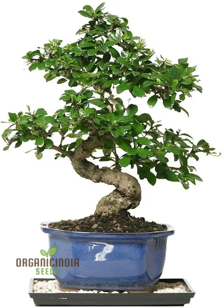 Fukien Tea Seeds for Gardening, High-Quality Planting Seeds for Indoor and Outdoor Gardens