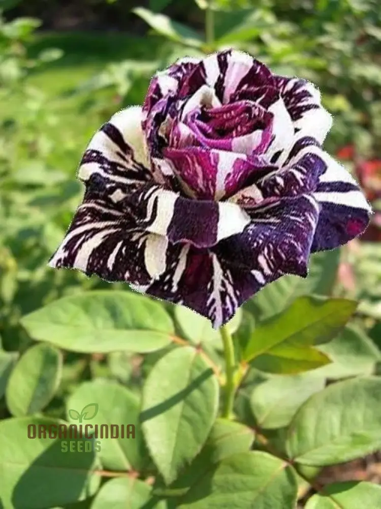 Rose Seeds (Dragon Rose Black Flower Seeds) - Deep Dark Blooms for Home Gardens