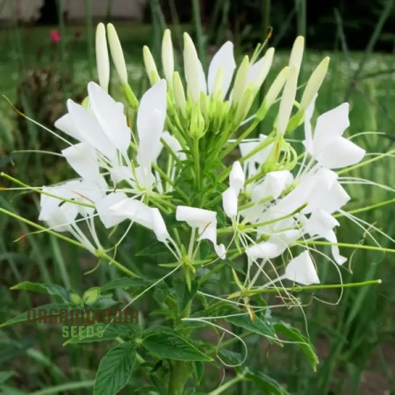Cleome/Spider Flower White Seeds for Planting, Growing Guide for Beautiful White Blooms