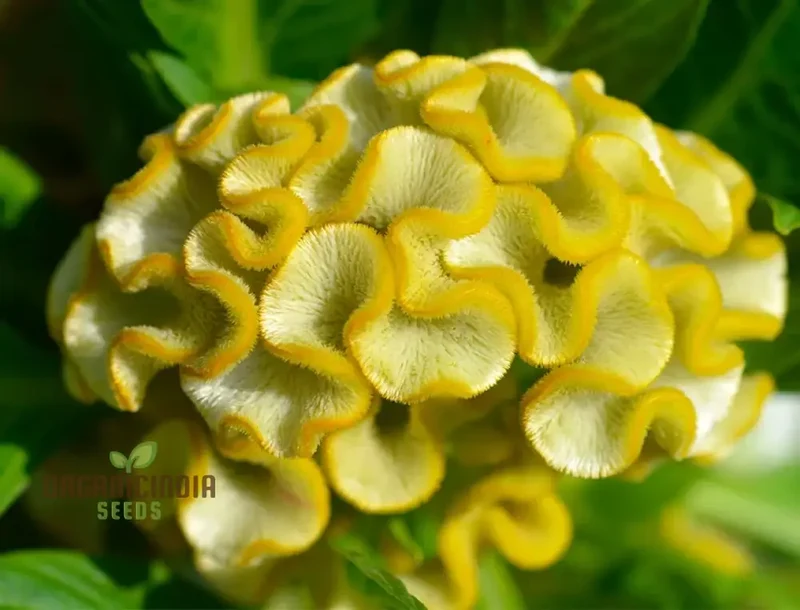 Yellow Lime Cockscomb Flower Seeds for Planting, Comprehensive Guide to Growing Vibrant Blooms