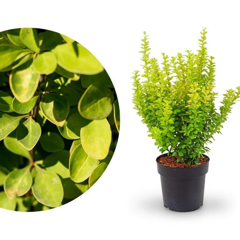Gold-Berberitze 'Maria'®