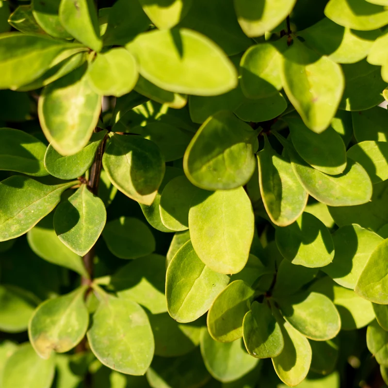 Gold-Berberitze 'Maria'®