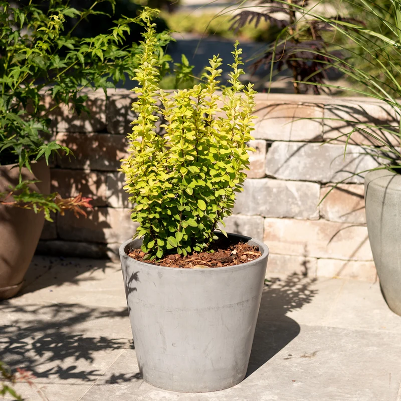 Gold-Berberitze 'Maria'®