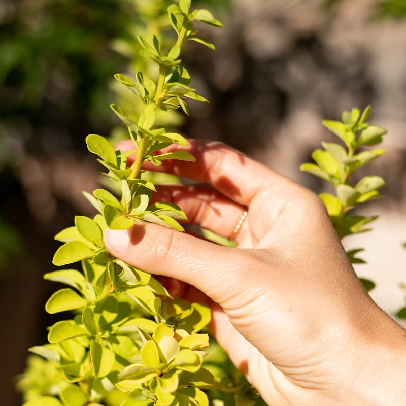 Gold-Berberitze 'Maria'®
