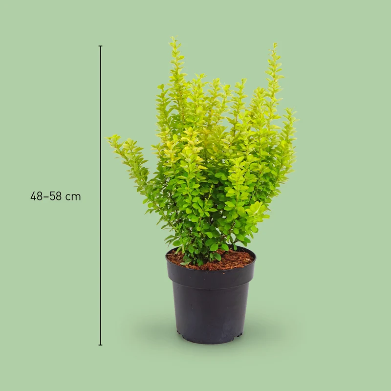 Gold-Berberitze 'Maria'®