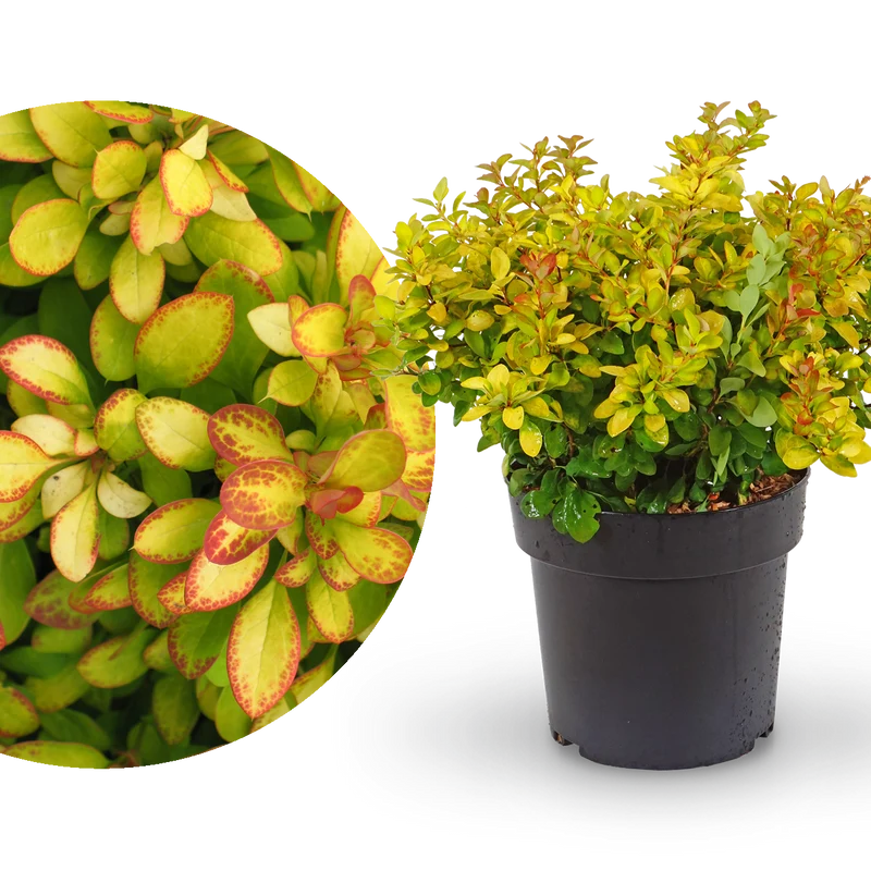 Berberitze 'Limoncello'®