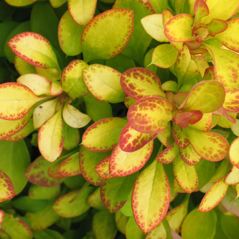 Berberitze 'Limoncello'®