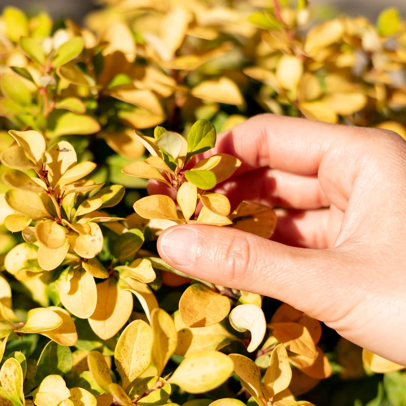 Berberitze 'Limoncello'®