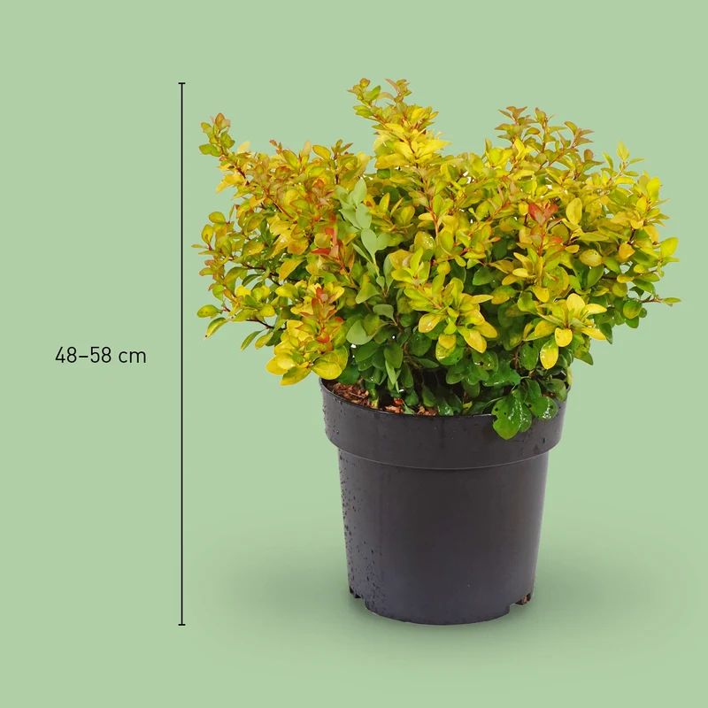 Berberitze 'Limoncello'®