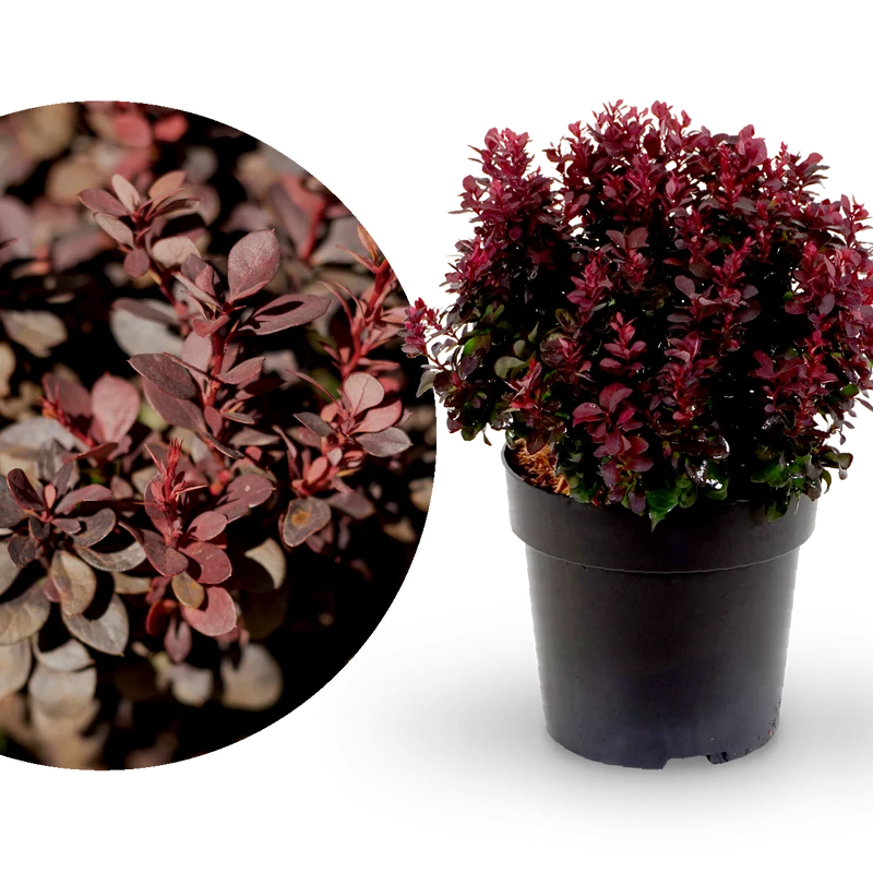 Berberitze 'Concorde'