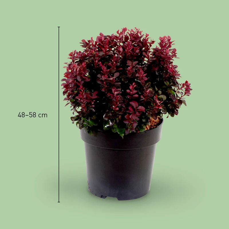 Berberitze 'Concorde'