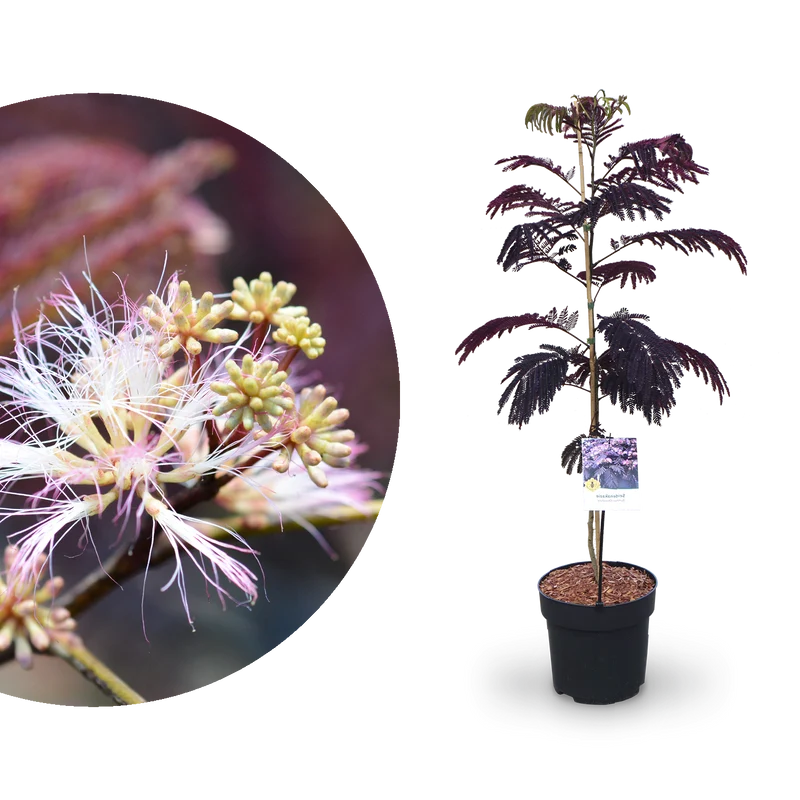 Seidenbaum 'Summer Chocolate' Pink-Rosa