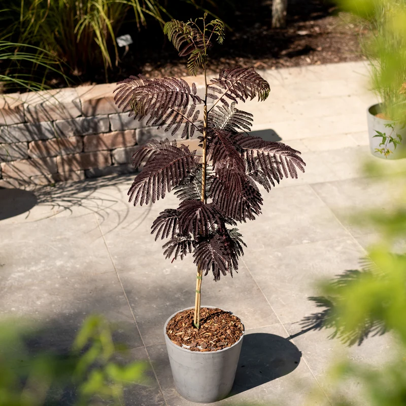 Seidenbaum 'Summer Chocolate' Pink-Rosa