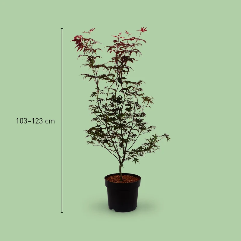 Roter Fächer-Ahorn 'Bloodgood'