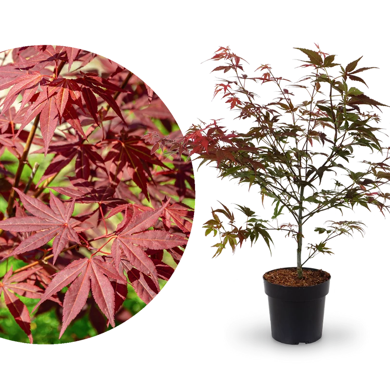 Roter Fächer-Ahorn 'Atropurpureum'