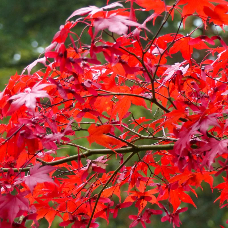 Roter Fächer-Ahorn 'Atropurpureum'