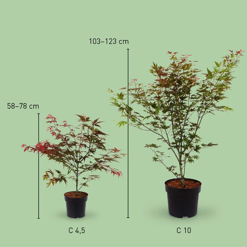 Roter Fächer-Ahorn 'Atropurpureum'