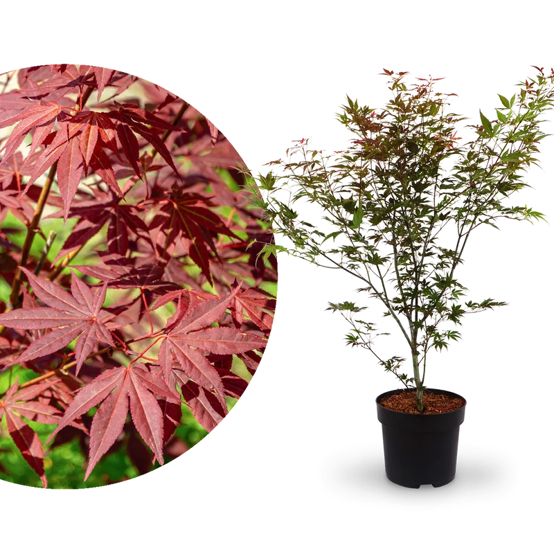 Roter Fächer-Ahorn 'Atropurpureum'