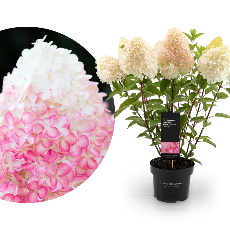 Rispenhortensie Living Creations® 'Living Pink & Rose'®