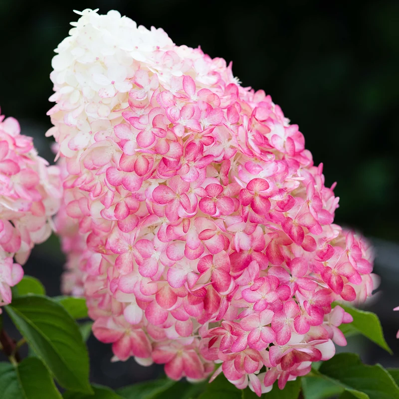 Rispenhortensie Living Creations® 'Living Pink & Rose'®