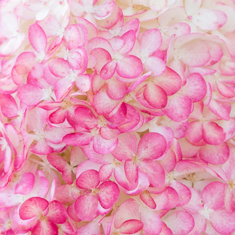 Rispenhortensie Living Creations® 'Living Pink & Rose'®