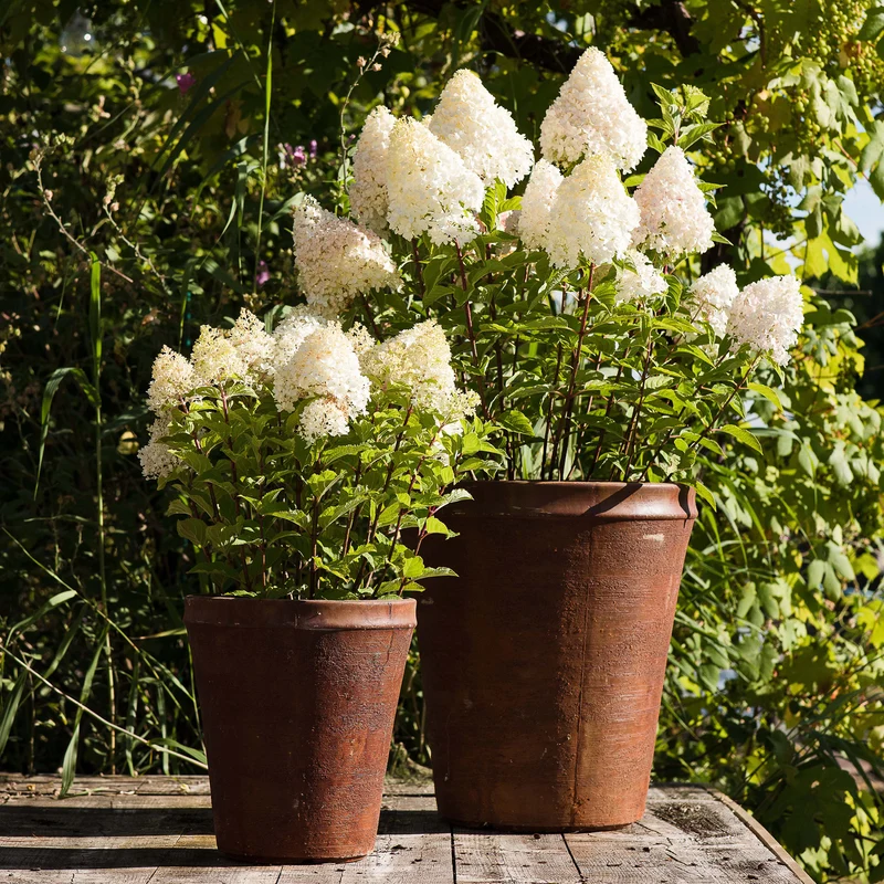 Rispenhortensie Living Creations® 'Living Pink & Rose'®