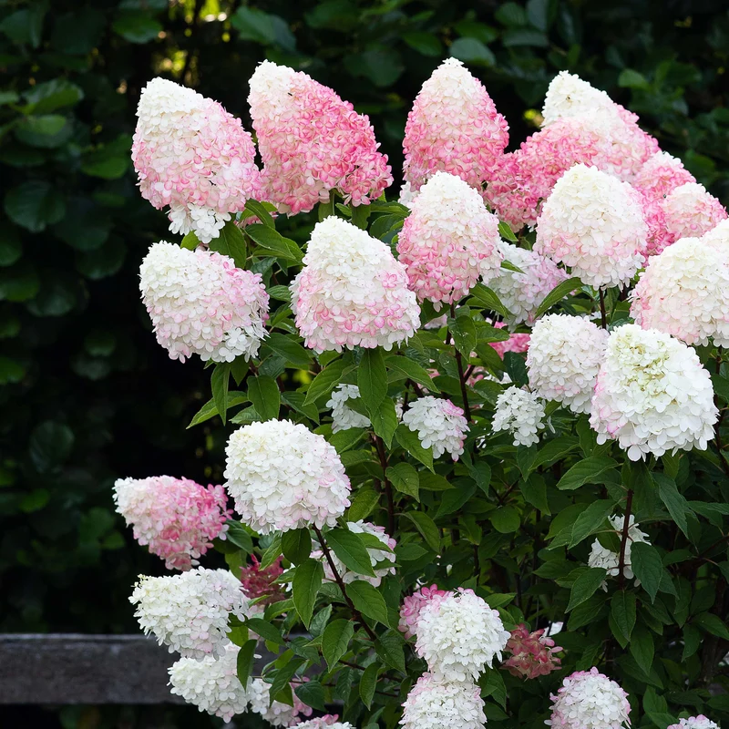 Rispenhortensie Living Creations® 'Living Pink & Rose'®
