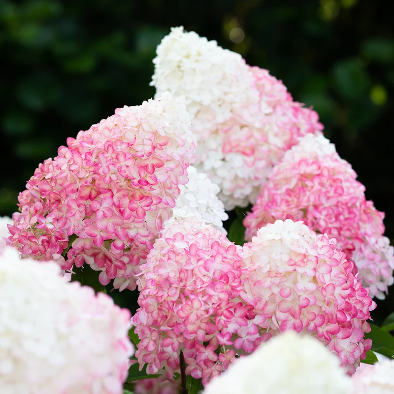 Rispenhortensie Living Creations® 'Living Pink & Rose'®