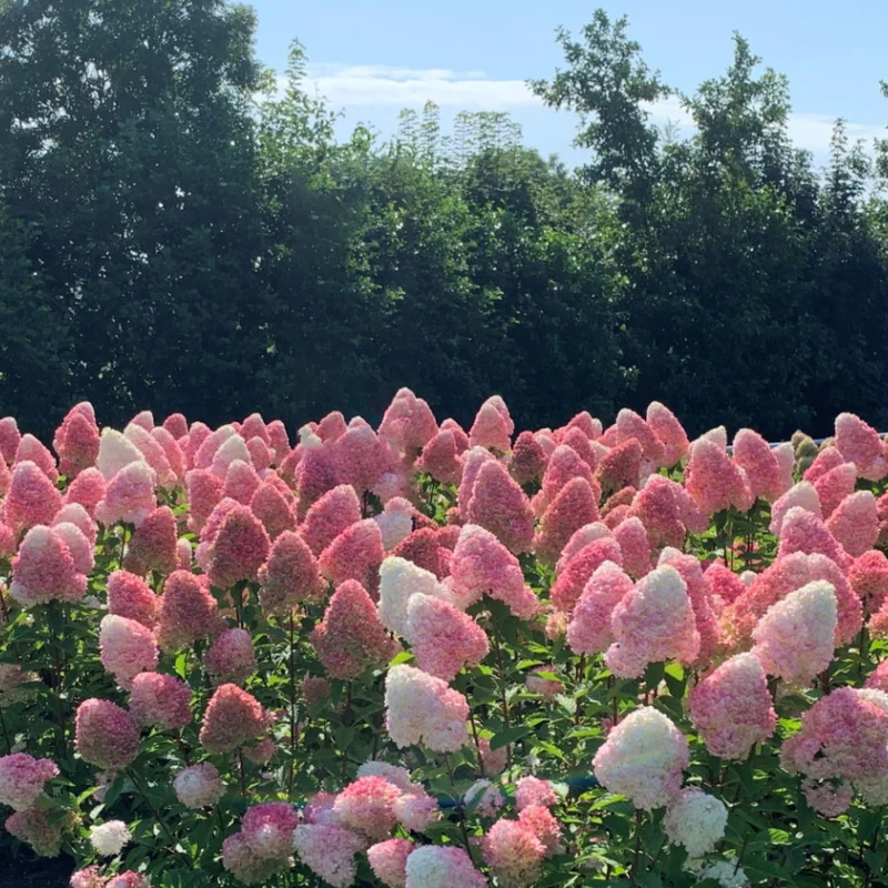 Rispenhortensie Living Creations® 'Living Pink & Rose'®