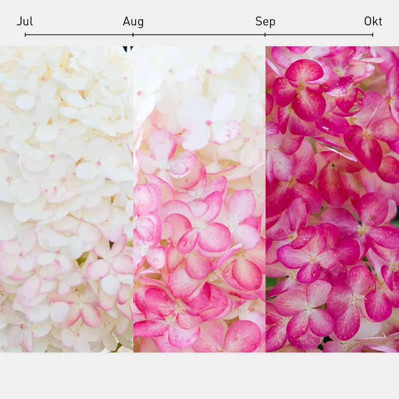Rispenhortensie Living Creations® 'Living Pink & Rose'®