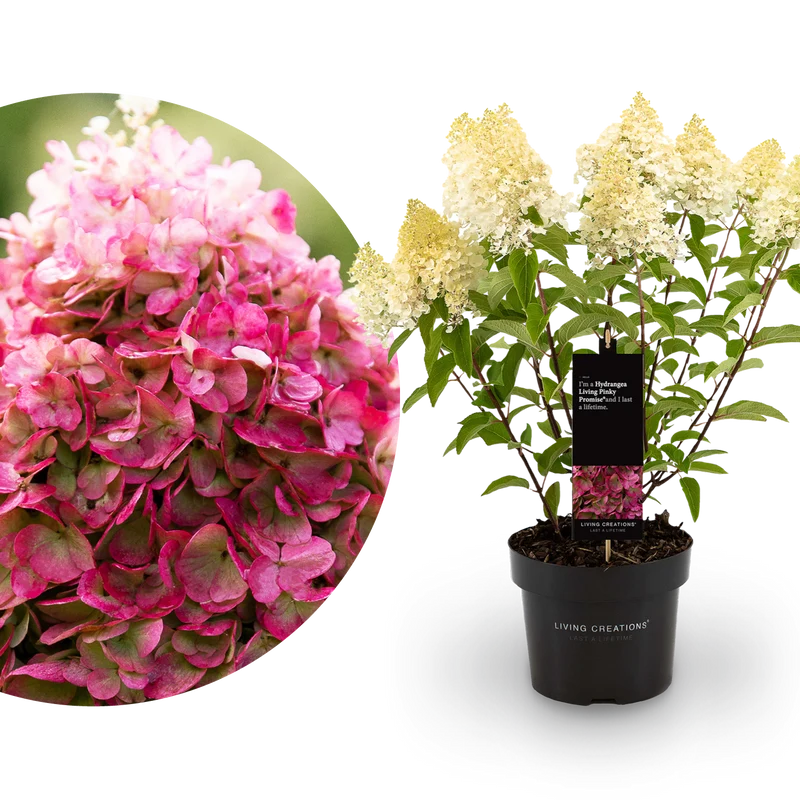 Rispenhortensie Living Creations® 'Living Pinky Promise'®