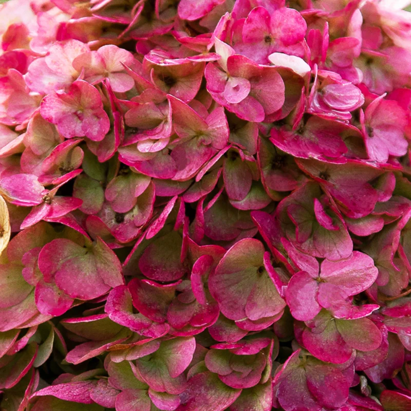 Rispenhortensie Living Creations® 'Living Pinky Promise'®
