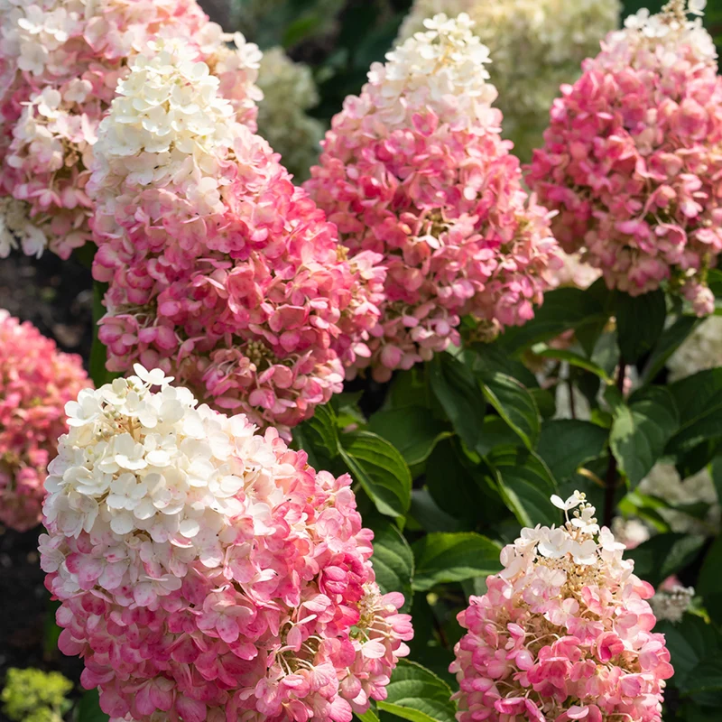 Rispenhortensie Living Creations® 'Living Pinky Promise'®