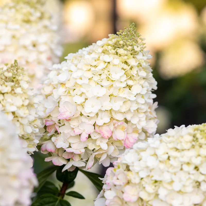 Rispenhortensie Living Creations® 'Living Pinky Promise'®