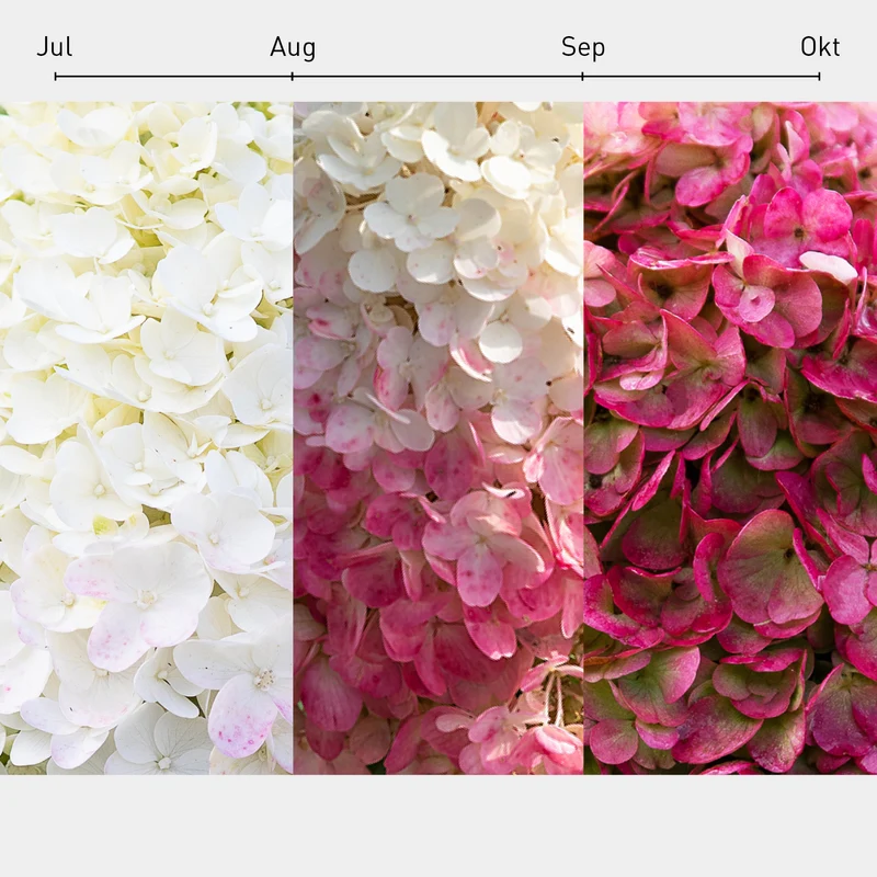 Rispenhortensie Living Creations® 'Living Pinky Promise'®