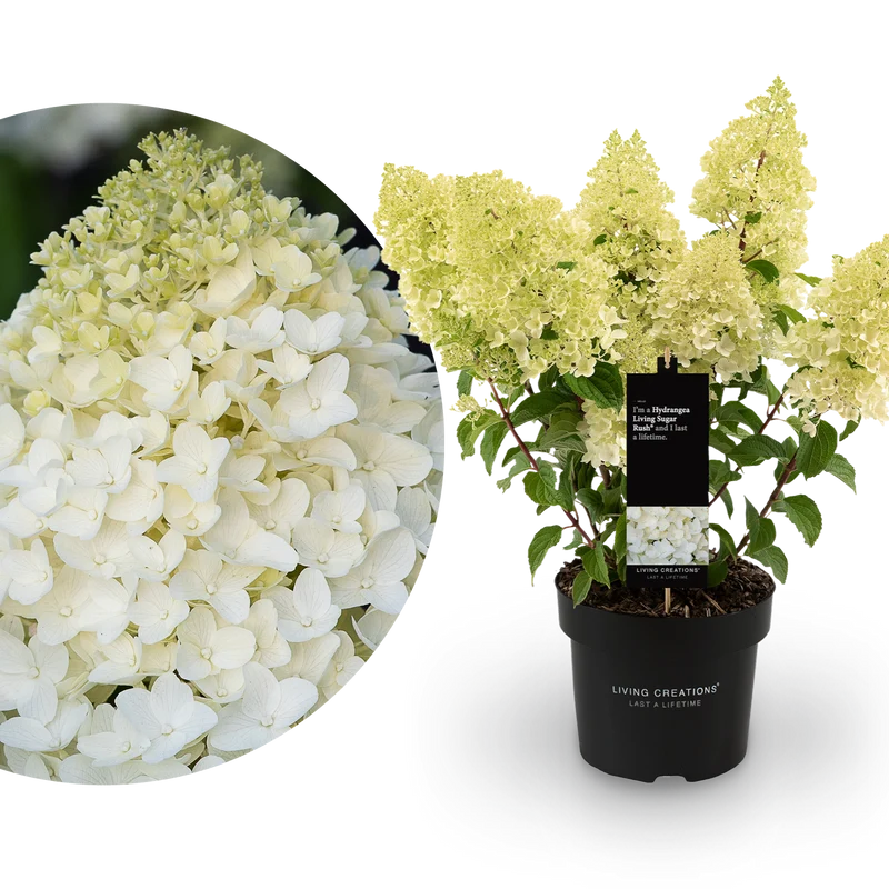 Rispenhortensie Living Creations® 'Living Sugar Rush'®