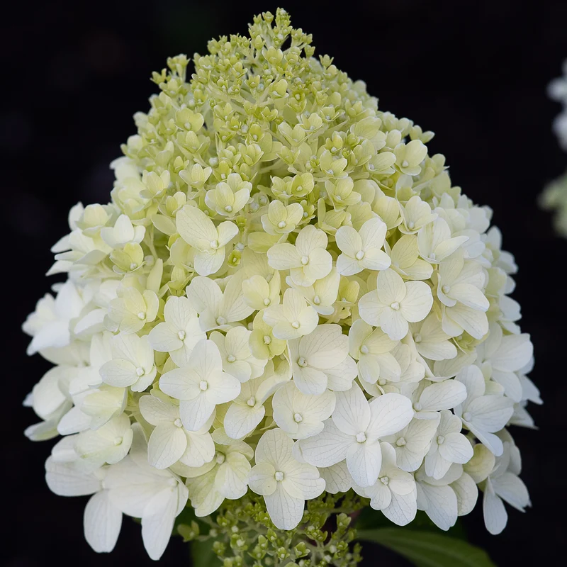 Rispenhortensie Living Creations® 'Living Sugar Rush'®