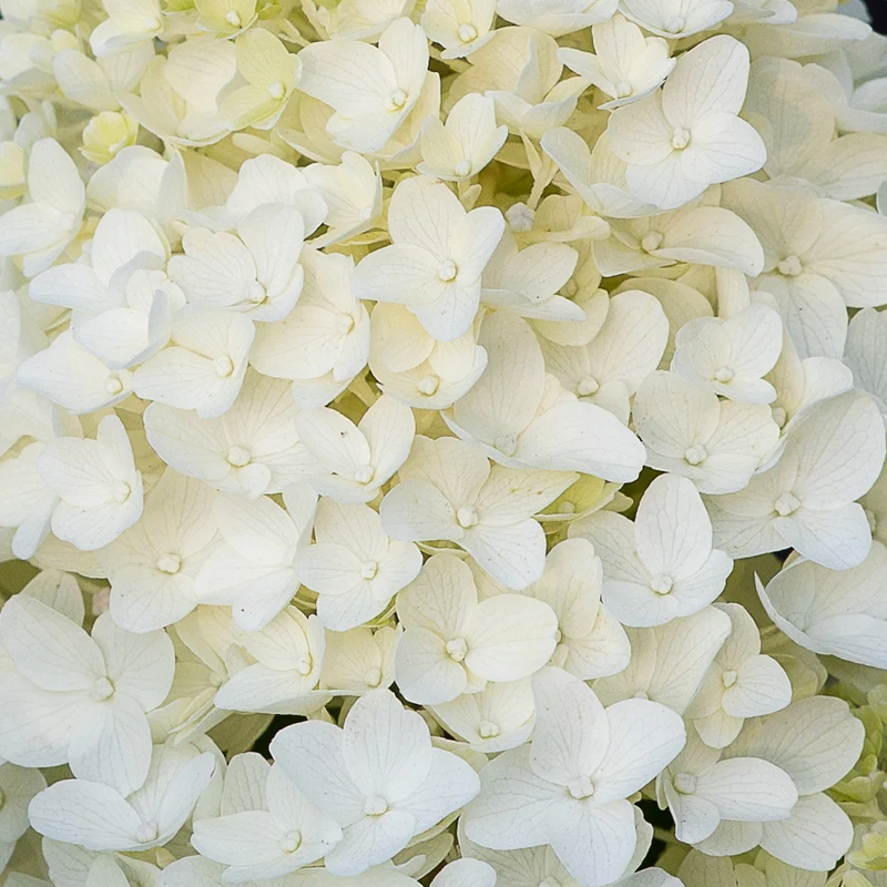 Rispenhortensie Living Creations® 'Living Sugar Rush'®
