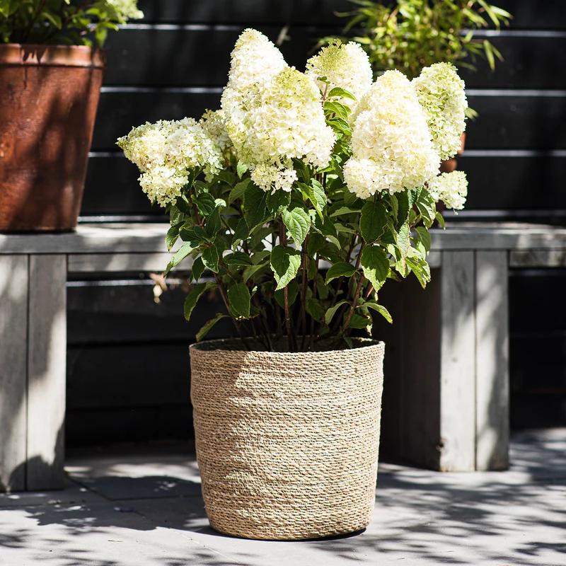 Rispenhortensie Living Creations® 'Living Sugar Rush'®