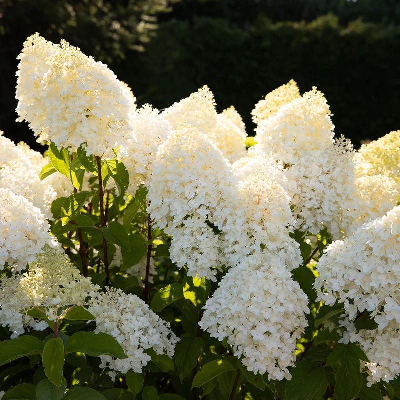 Rispenhortensie Living Creations® 'Living Sugar Rush'®