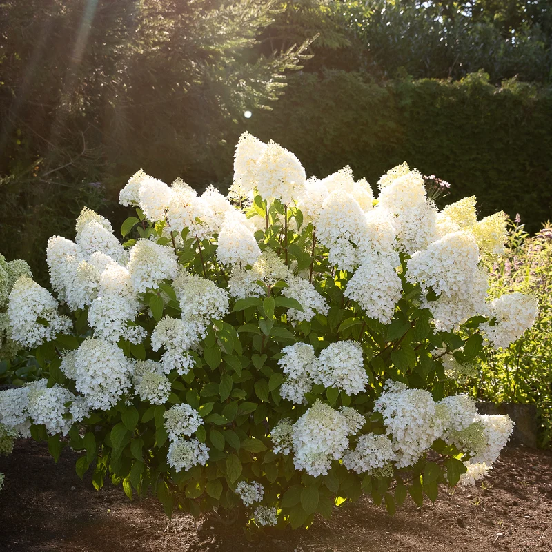 Rispenhortensie Living Creations® 'Living Sugar Rush'®