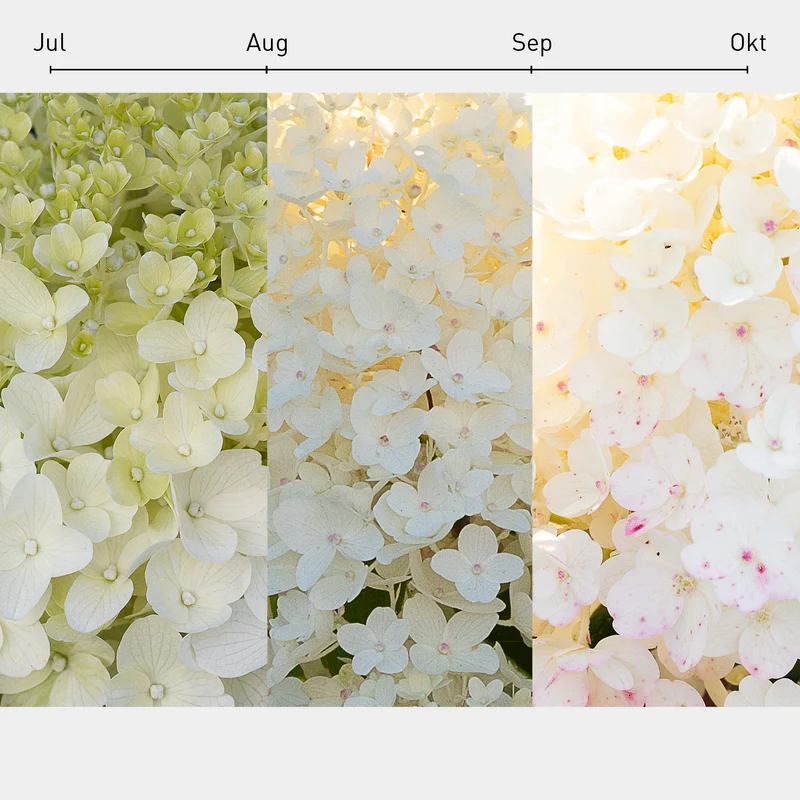 Rispenhortensie Living Creations® 'Living Sugar Rush'®