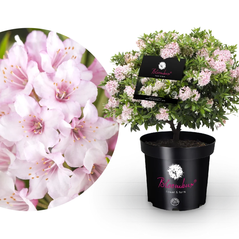Rhododendron 'Bloombux'® Pink