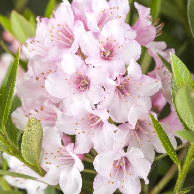 Rhododendron 'Bloombux'® Pink